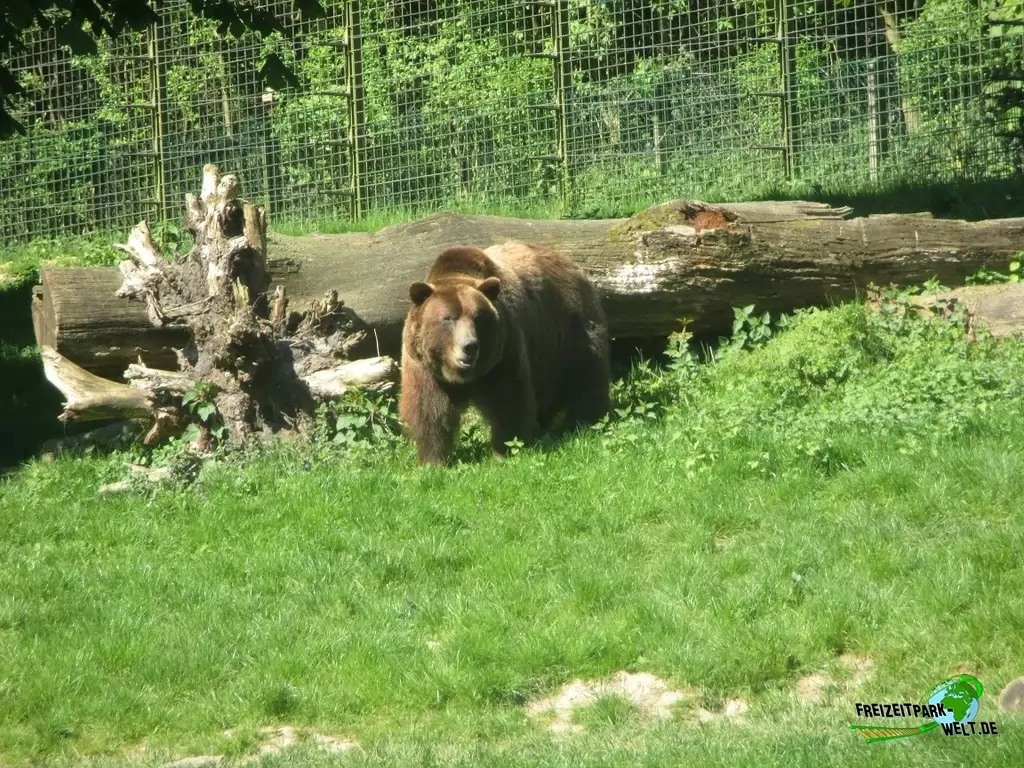 Braunbär im Heimat-Tierpark Olderdissen - 2016