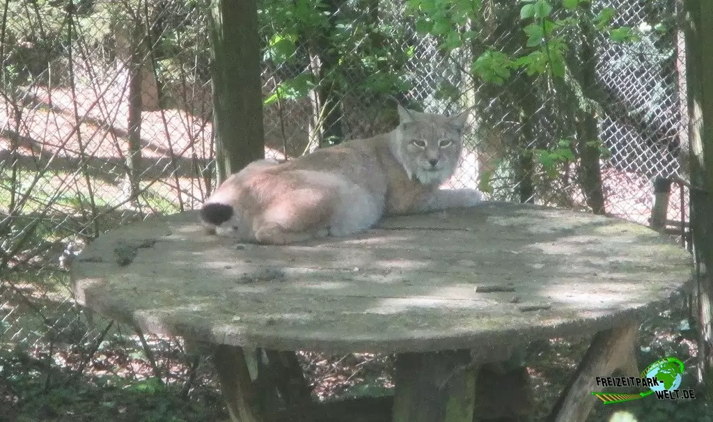 Luchs im Heimat-Tierpark Olderdissen - 2016