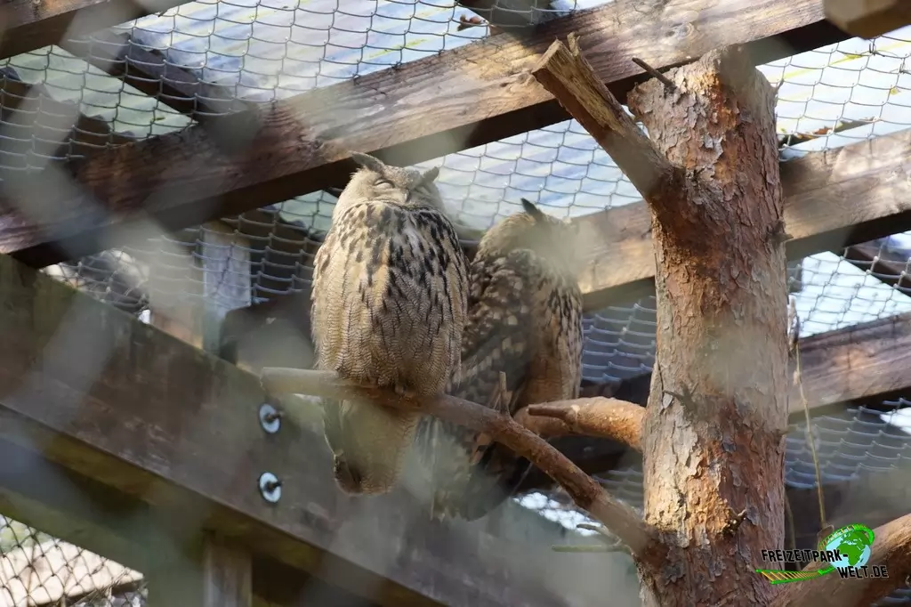 Uhu im Heimat-Tierpark Olderdissen - 2016