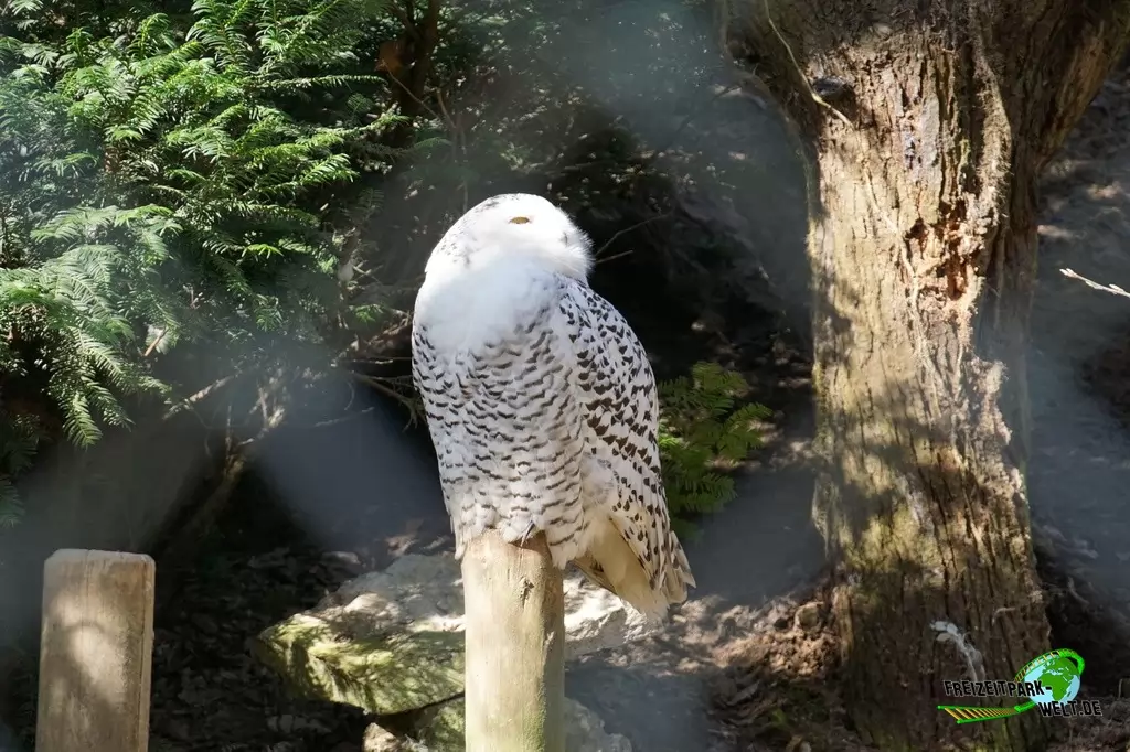 Schneeeule im Heimat-Tierpark Olderdissen - 2016