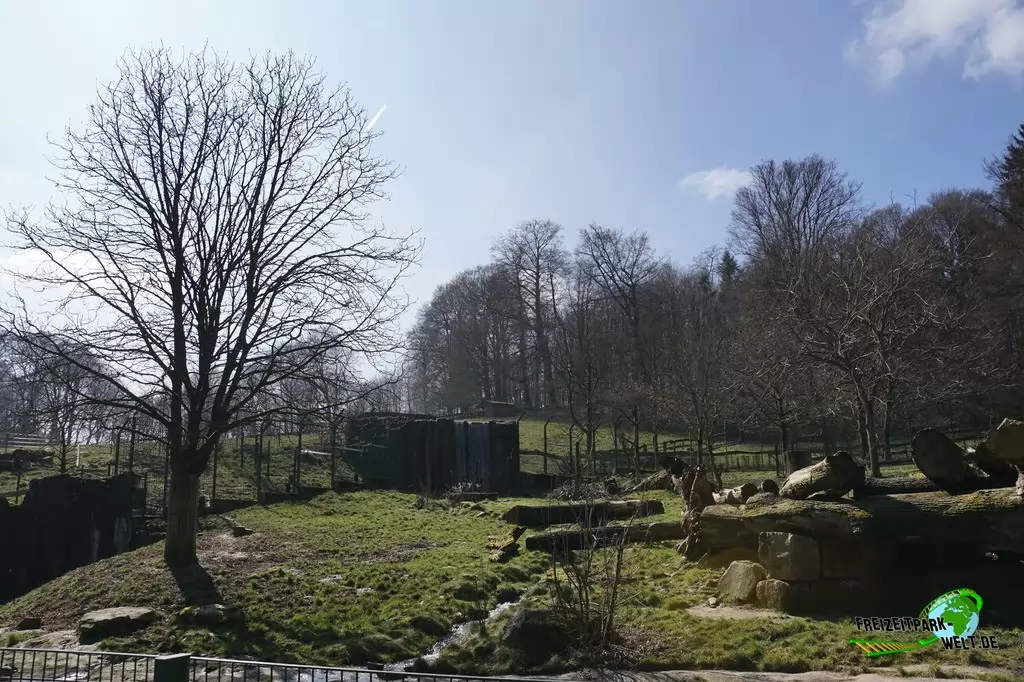 Braunbär im Heimat-Tierpark Olderdissen - 2016