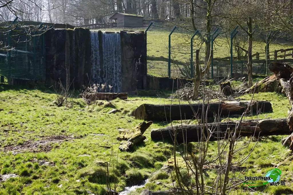 Braunbär im Heimat-Tierpark Olderdissen - 2016