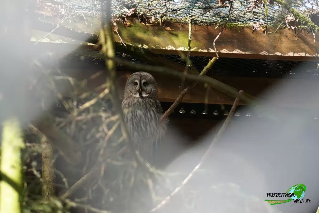 Bartkauz im Heimat-Tierpark Olderdissen - 2016