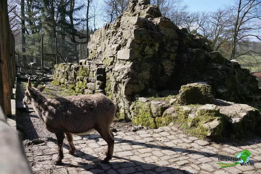 Alpensteinböcke im Heimat-Tierpark Olderdissen - 2016