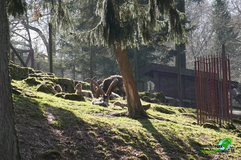 Alpensteinböcke im Heimat-Tierpark Olderdissen - 2016