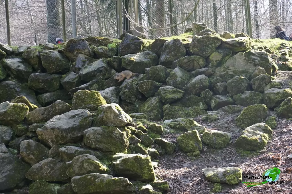 Alpenmurmeltier im Heimat-Tierpark Olderdissen - 2016