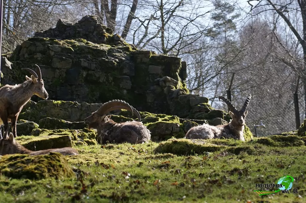 Alpensteinböcke im Heimat-Tierpark Olderdissen - 2016
