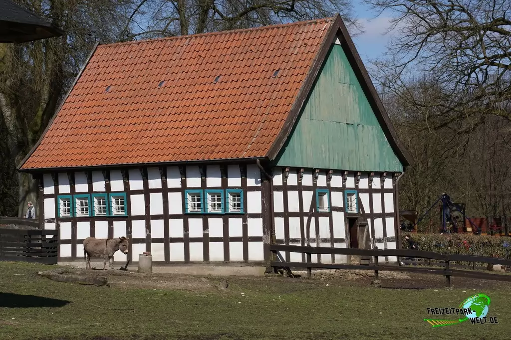 Hausesel im Heimat-Tierpark Olderdissen - 2016