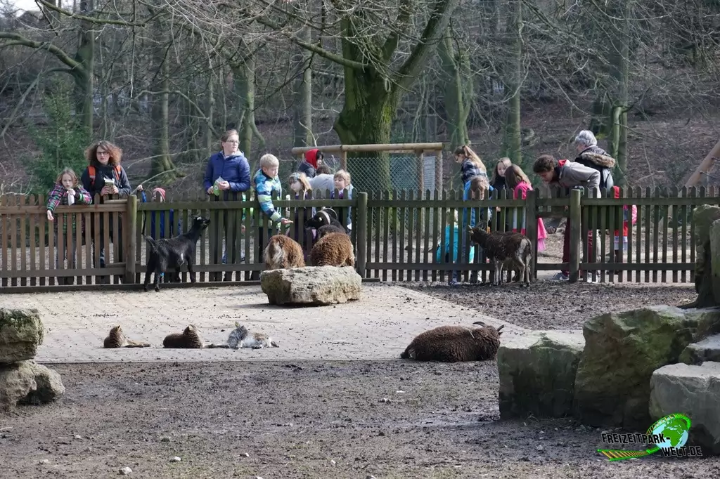Afrikanische Zwergziege im Heimat-Tierpark Olderdissen - 2016