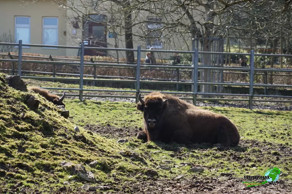Wisent im Heimat-Tierpark Olderdissen - 2016
