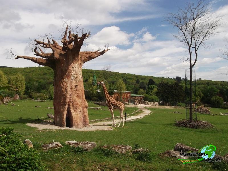 Giraffe im Opel Zoo - 2013