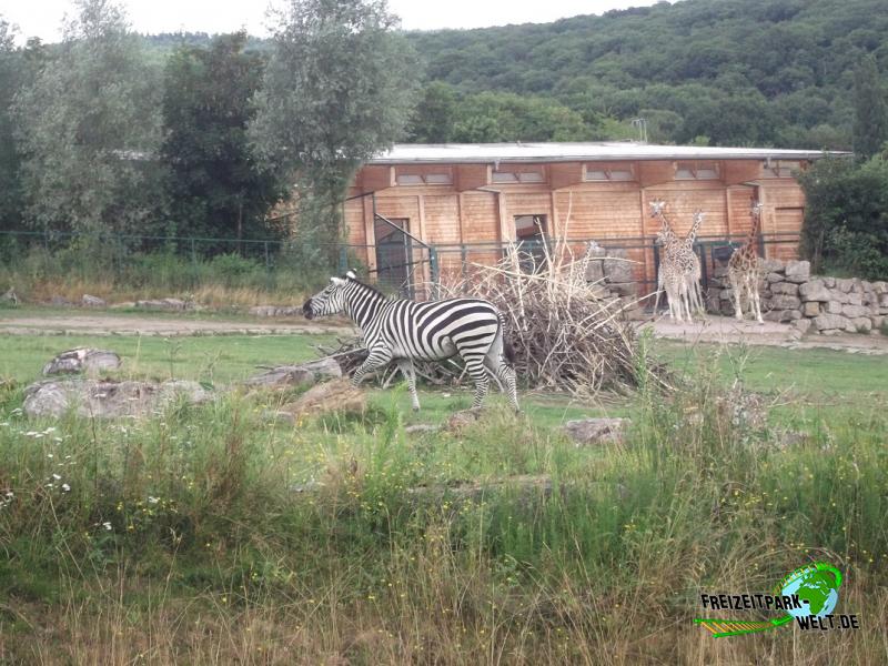 Steppenzebra im Opel Zoo - 2013