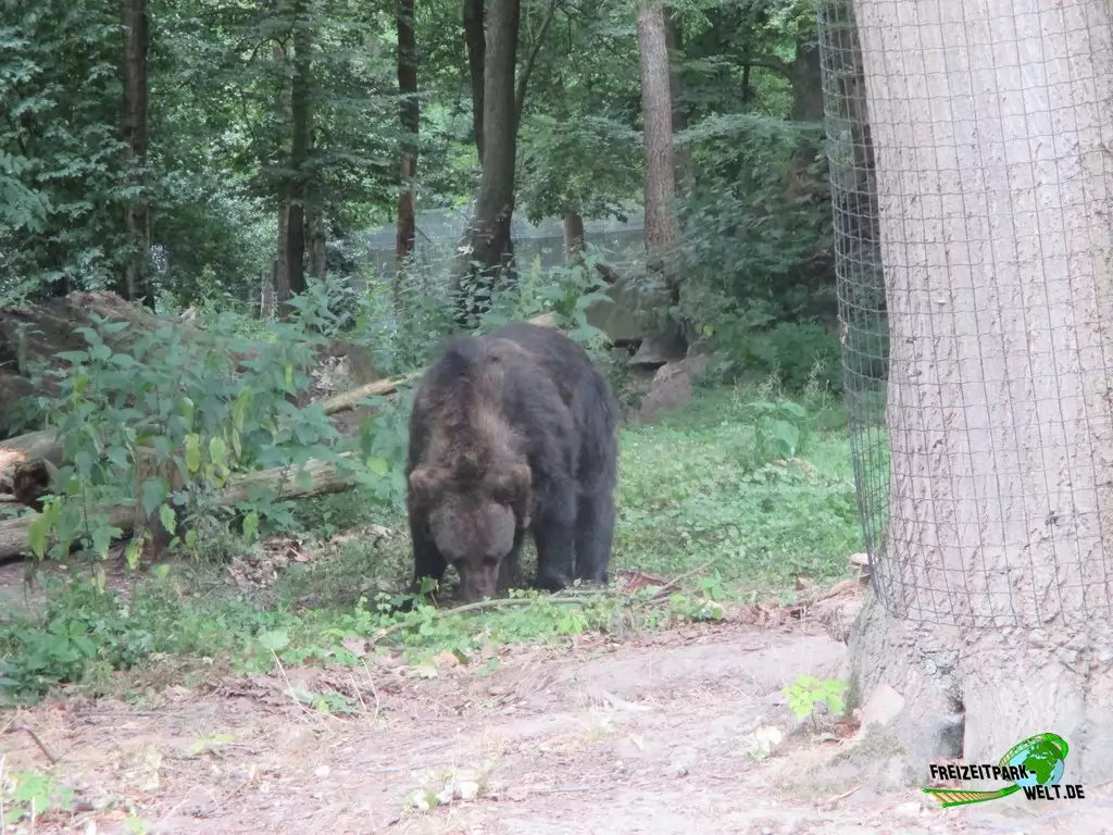 Braunbär im Ouwehands Dierenpark - 2018