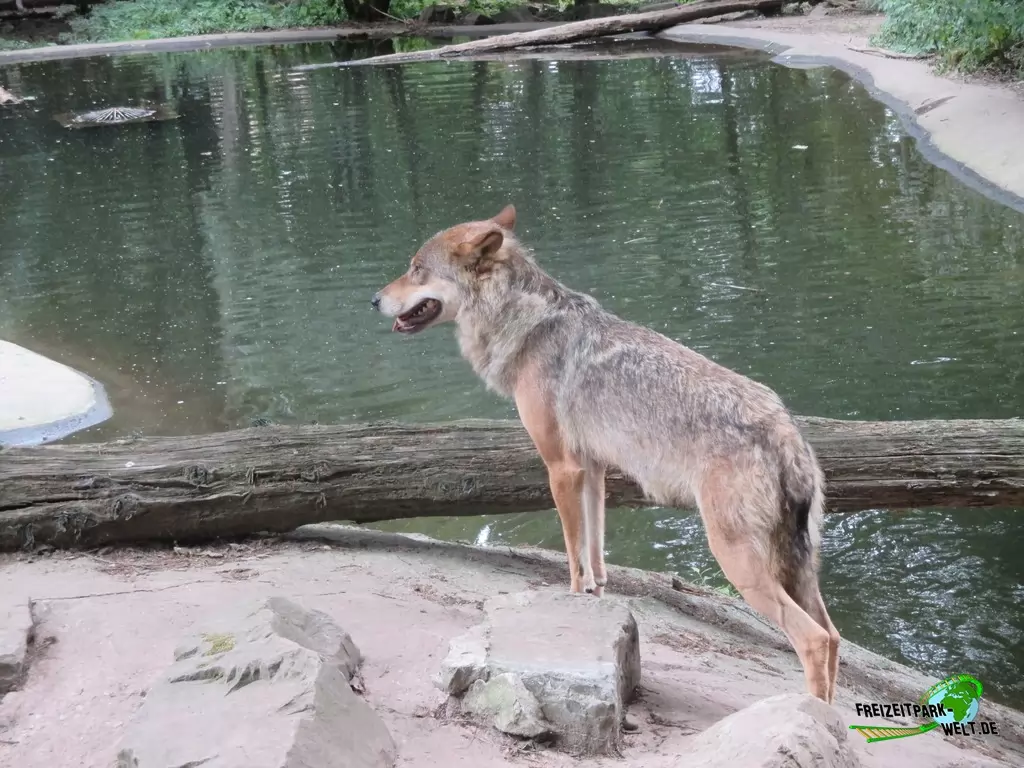 Eurasischer Wolf im Ouwehands Dierenpark - 2018