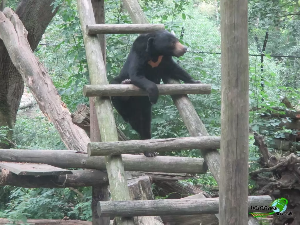 Malaienbär im Ouwehands Dierenpark - 2018