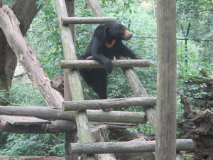 Mini-Galerie Ouwehands Dierenpark Foto 5