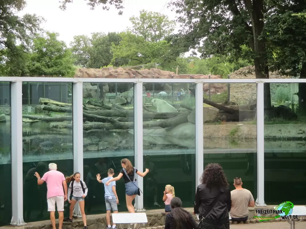 Eisbär im Ouwehands Dierenpark - 2018