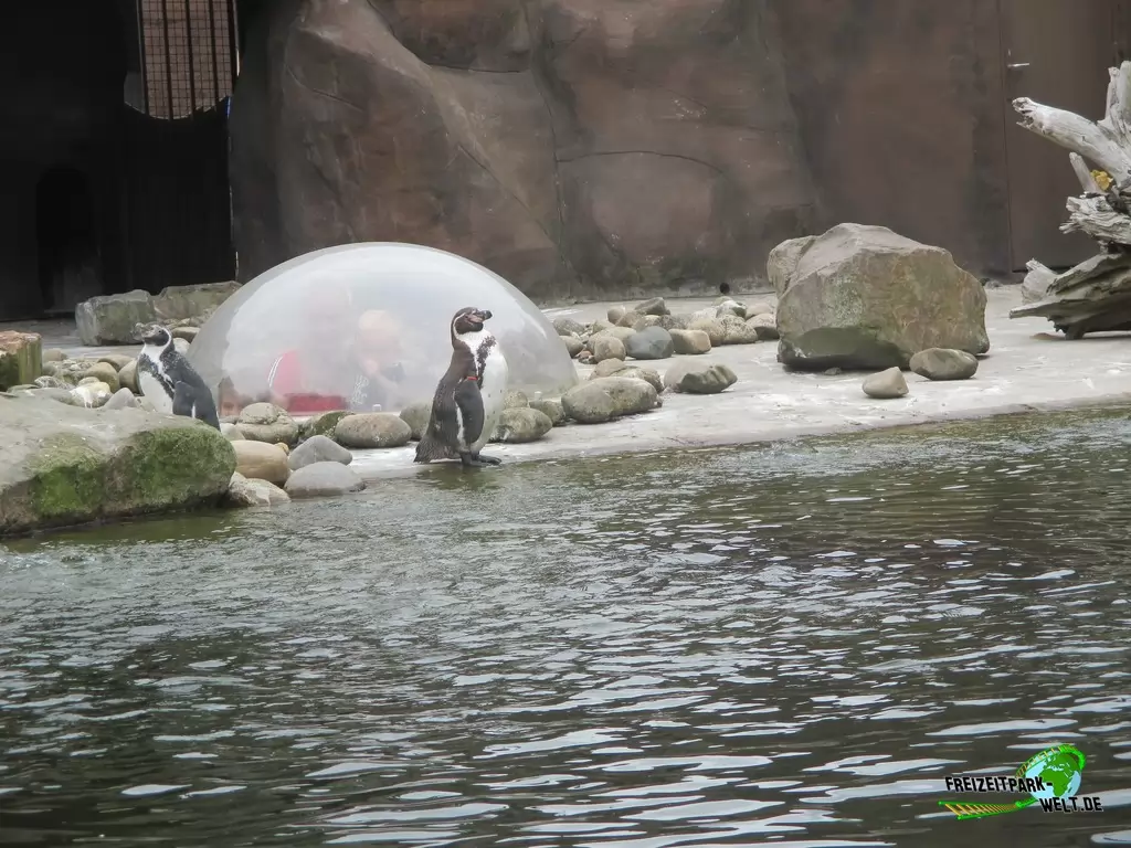 Humboldt-Pinguine im Ouwehands Dierenpark - 2018