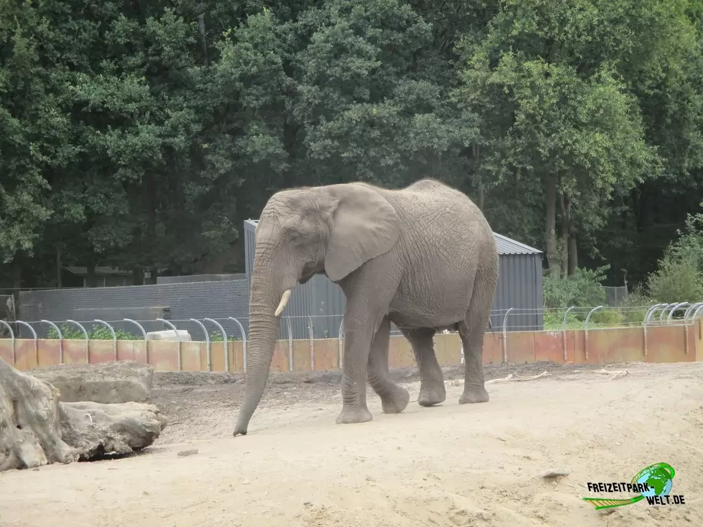 Afrikanischer Elefant im Ouwehands Dierenpark - 2018