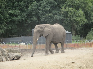 Mini-Galerie Ouwehands Dierenpark Foto 7