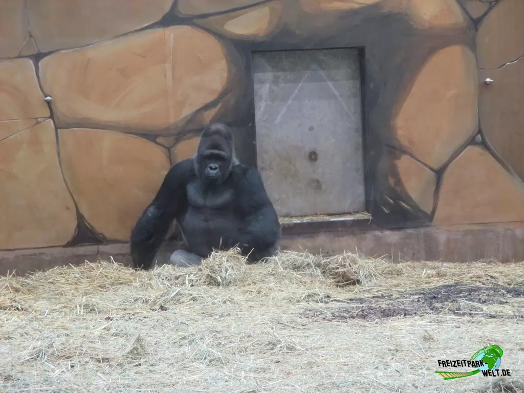 Westlicher Flachland-Gorilla im Ouwehands Dierenpark - 2018