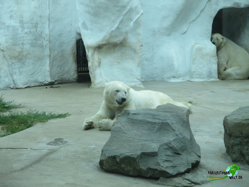 Eisbär - Ouwehands Dierenpark