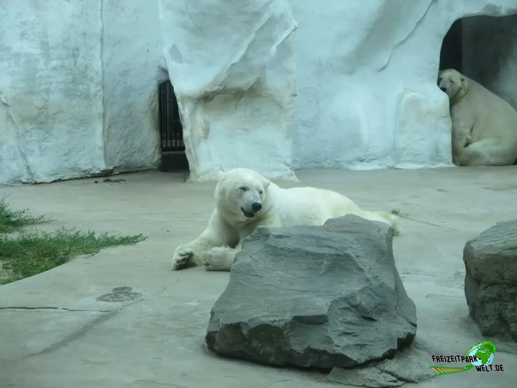 Eisbär im Ouwehands Dierenpark - 2018