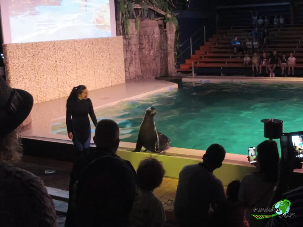 Seelöwe im Ouwehands Dierenpark - 2018: Seelöwen-Show