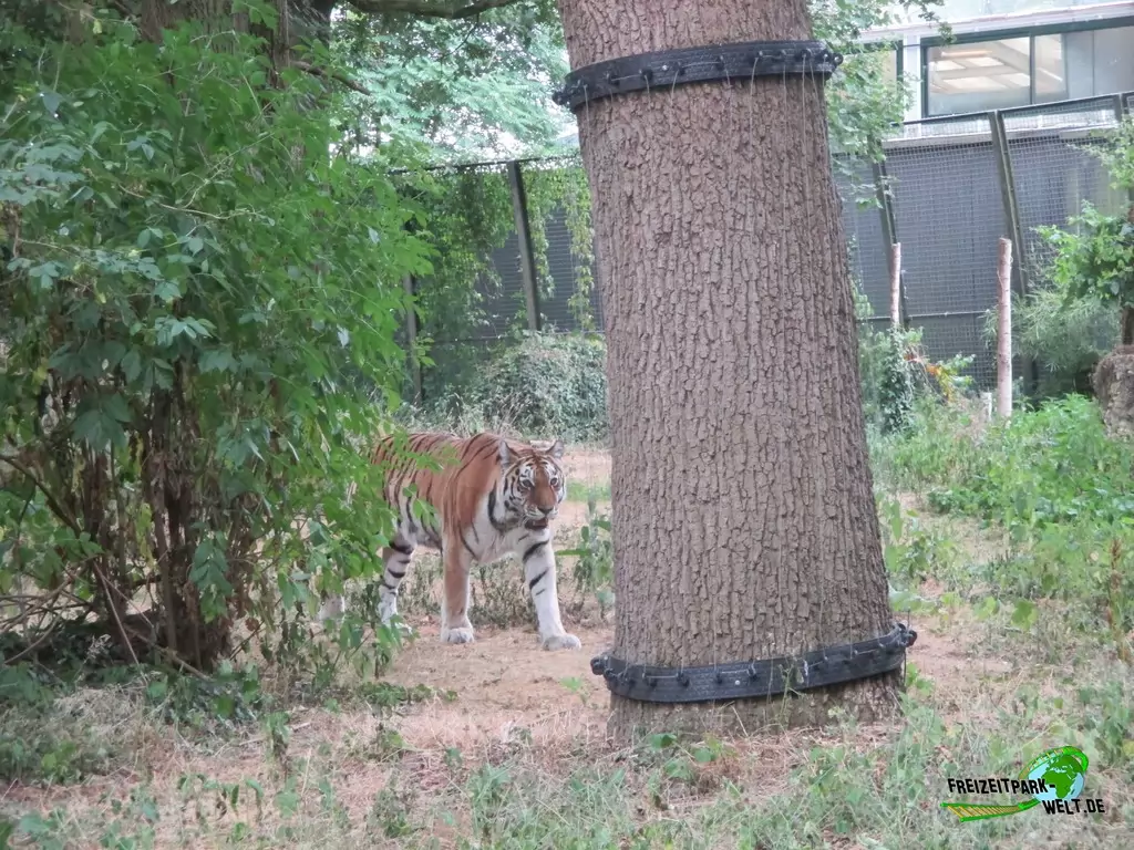 Sibirischer Tiger im Ouwehands Dierenpark - 2018: Amur-Tiger