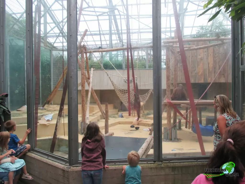 Orang-Utan im Ouwehands Dierenpark - 2018: große Anlagen zum 