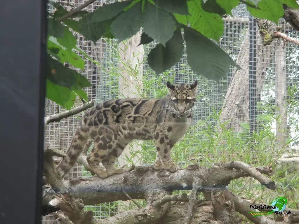 Nebelparder im Ouwehands Dierenpark - 2018