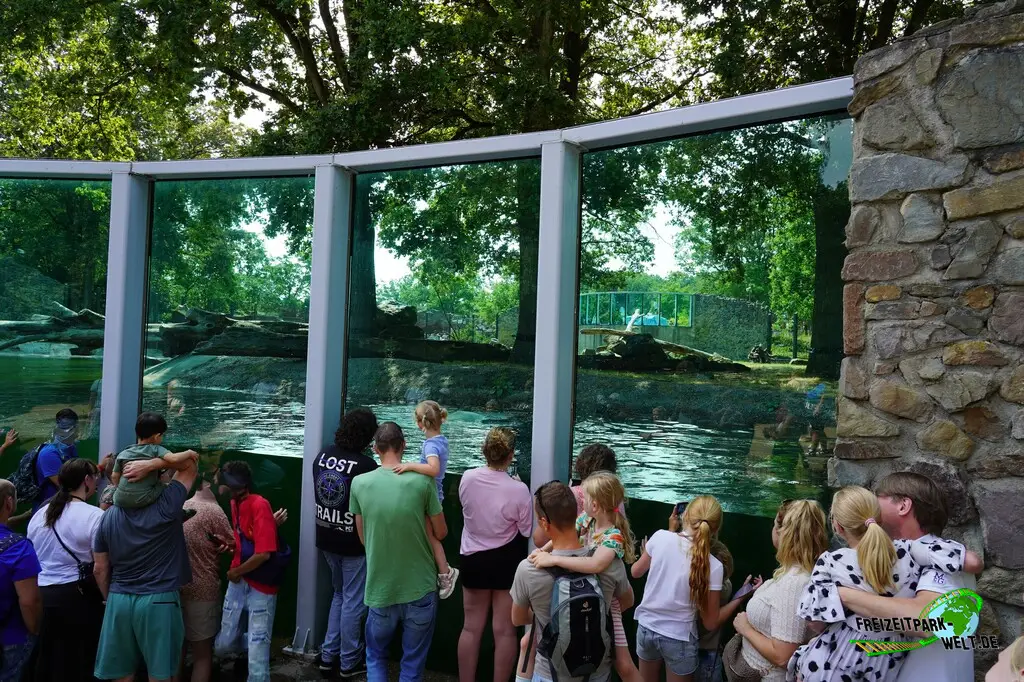 Eisbär im Ouwehands Dierenpark - 2026