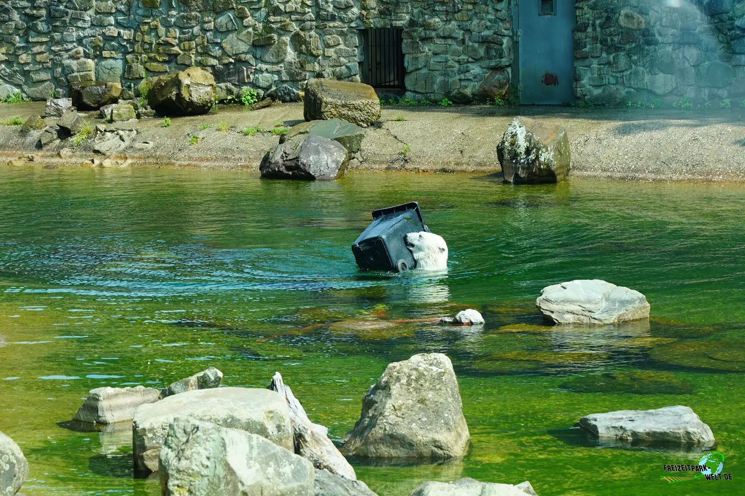 Eisbär im Ouwehands Dierenpark - 2026