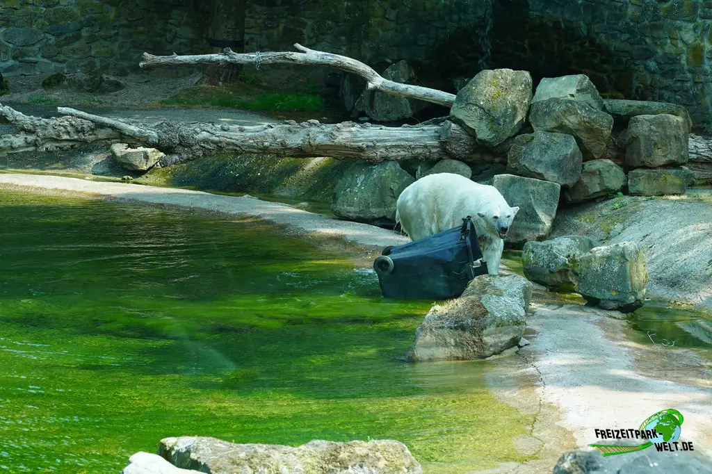 Eisbär im Ouwehands Dierenpark - 2026