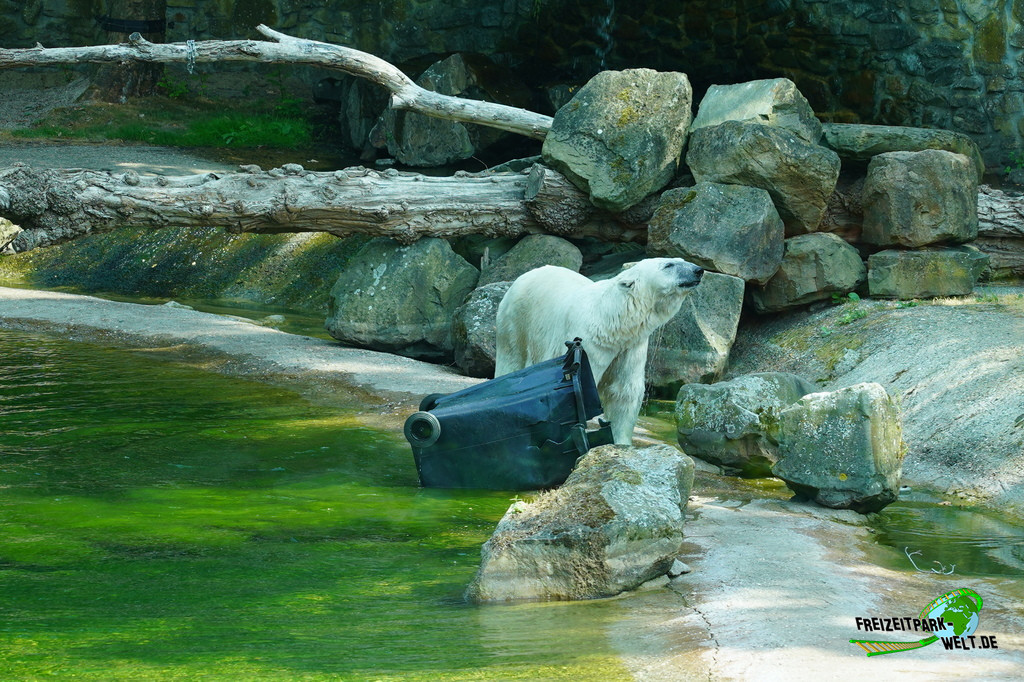 Eisbär - Ouwehands Dierenpark