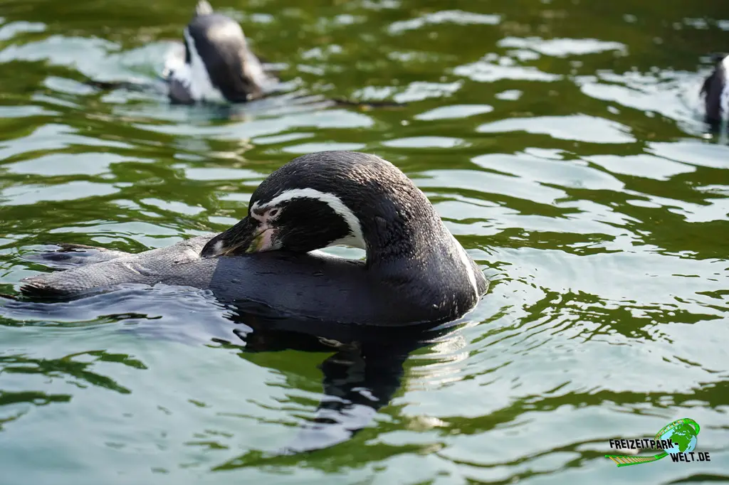 Humboldt-Pinguine im Ouwehands Dierenpark - 2026