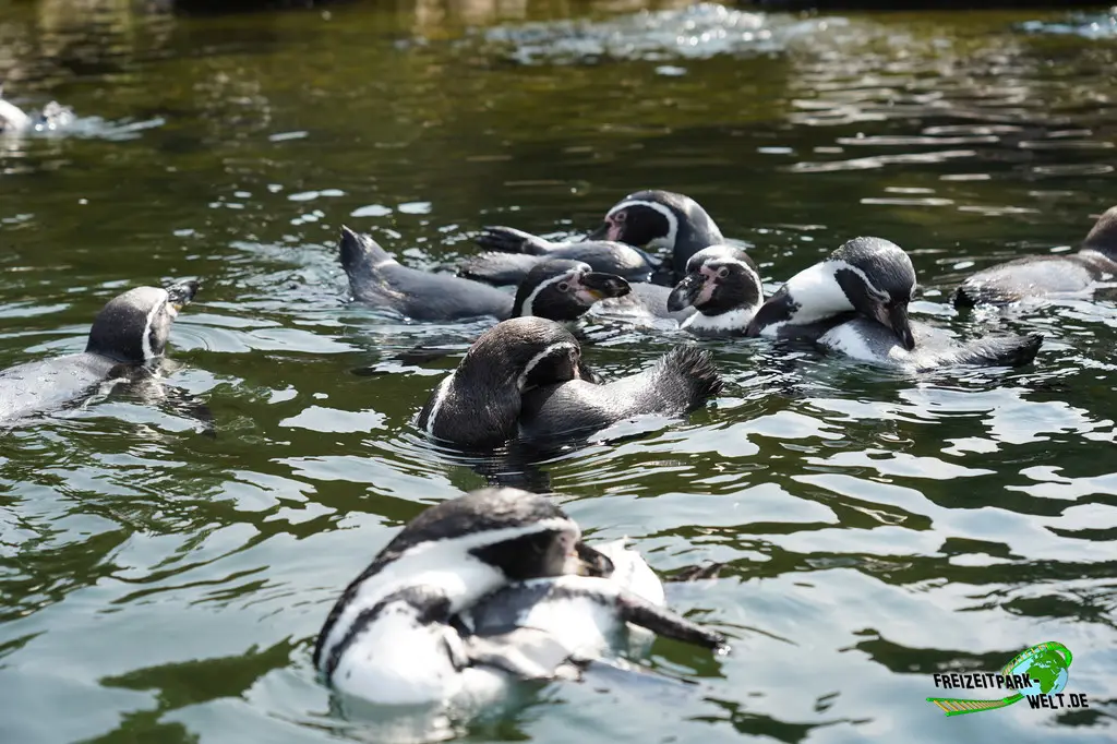 Humboldt-Pinguine im Ouwehands Dierenpark - 2026