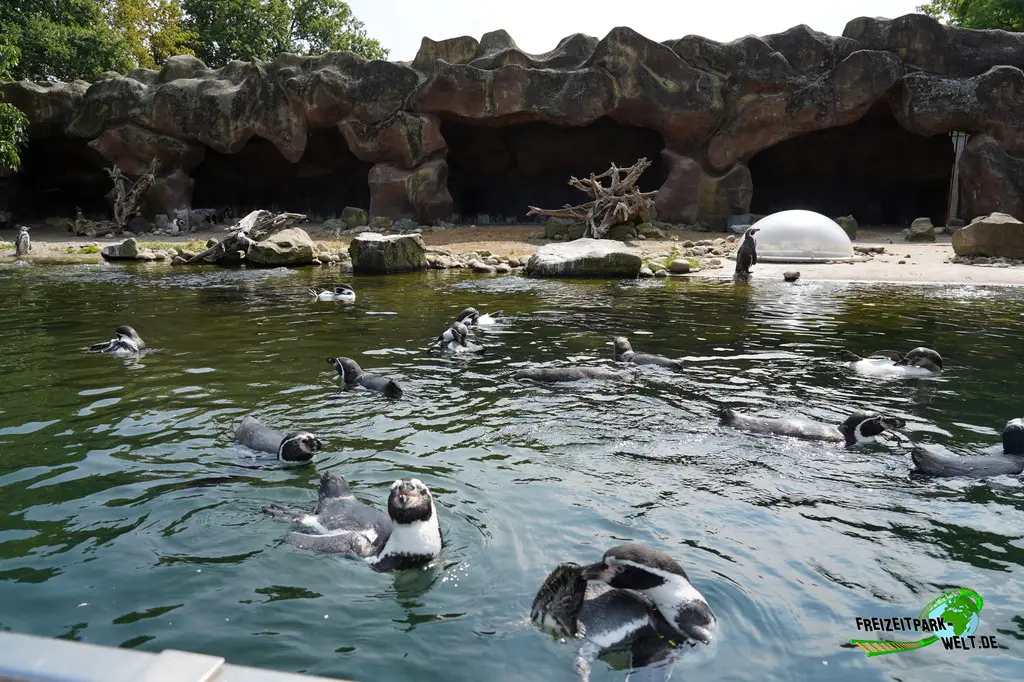 Humboldt-Pinguine im Ouwehands Dierenpark - 2026