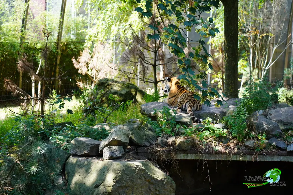 Sibirischer Tiger im Ouwehands Dierenpark - 2026