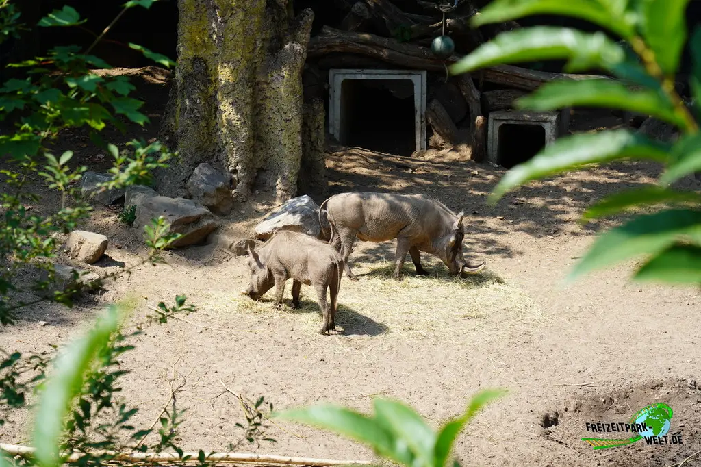 Westafrikanisches Warzenschwein im Ouwehands Dierenpark - 2026