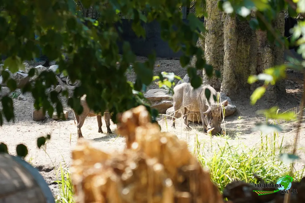 Westafrikanisches Warzenschwein im Ouwehands Dierenpark - 2026