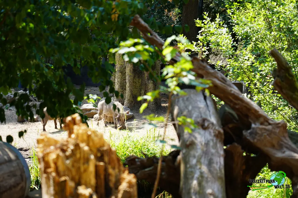 Westafrikanisches Warzenschwein im Ouwehands Dierenpark - 2026