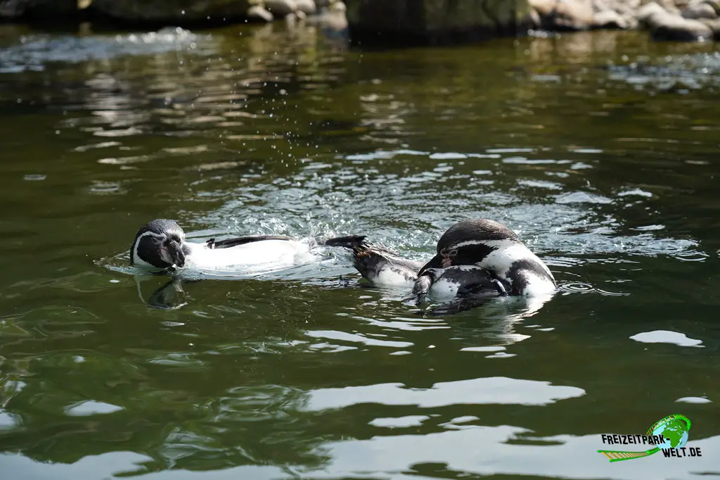 Humboldt-Pinguine im Ouwehands Dierenpark - 2026