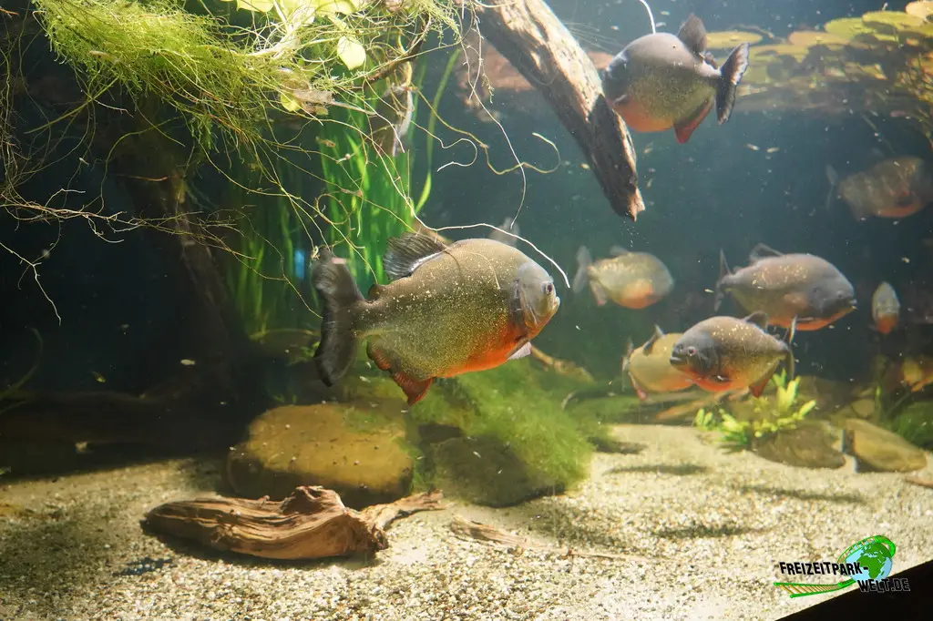 Piranhas im Ouwehands Dierenpark - 2026