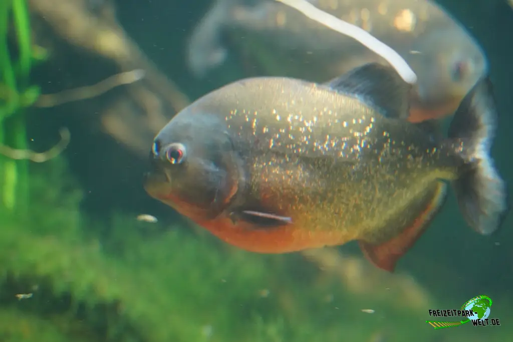 Piranhas im Ouwehands Dierenpark - 2026