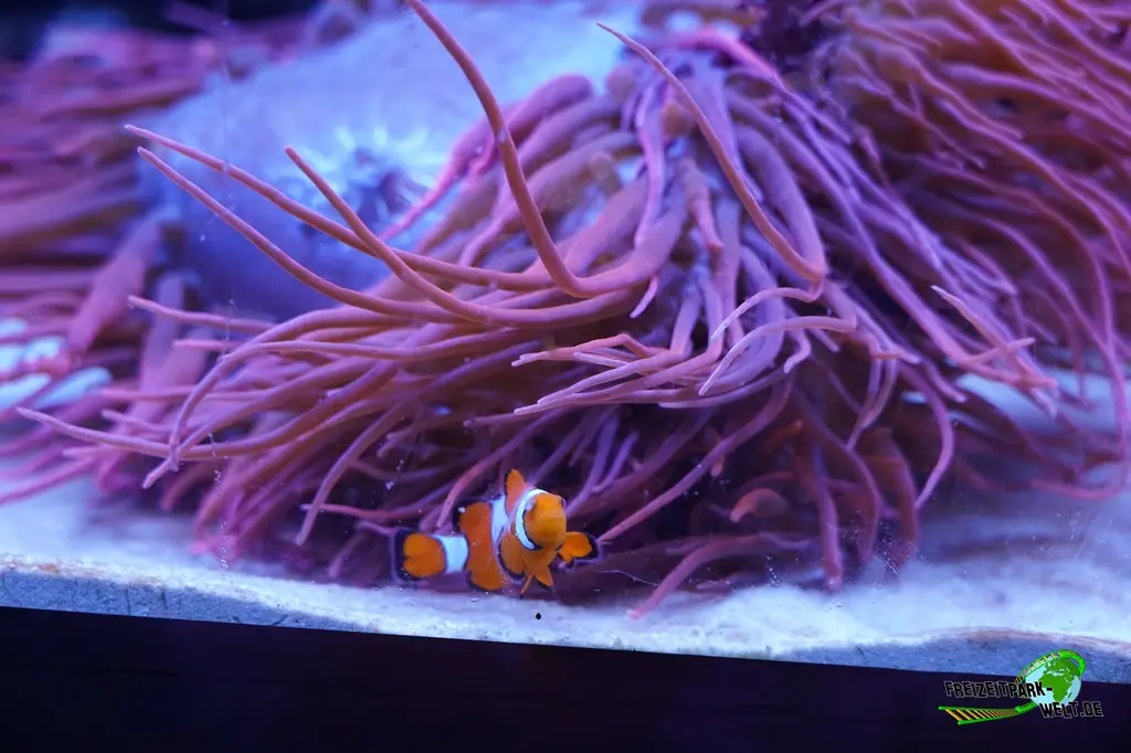 Anemonenfische im Ouwehands Dierenpark - 2026