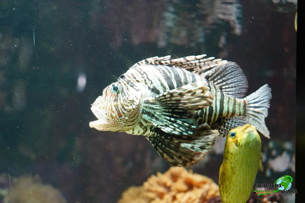 Feuerfisch im Ouwehands Dierenpark - 2026