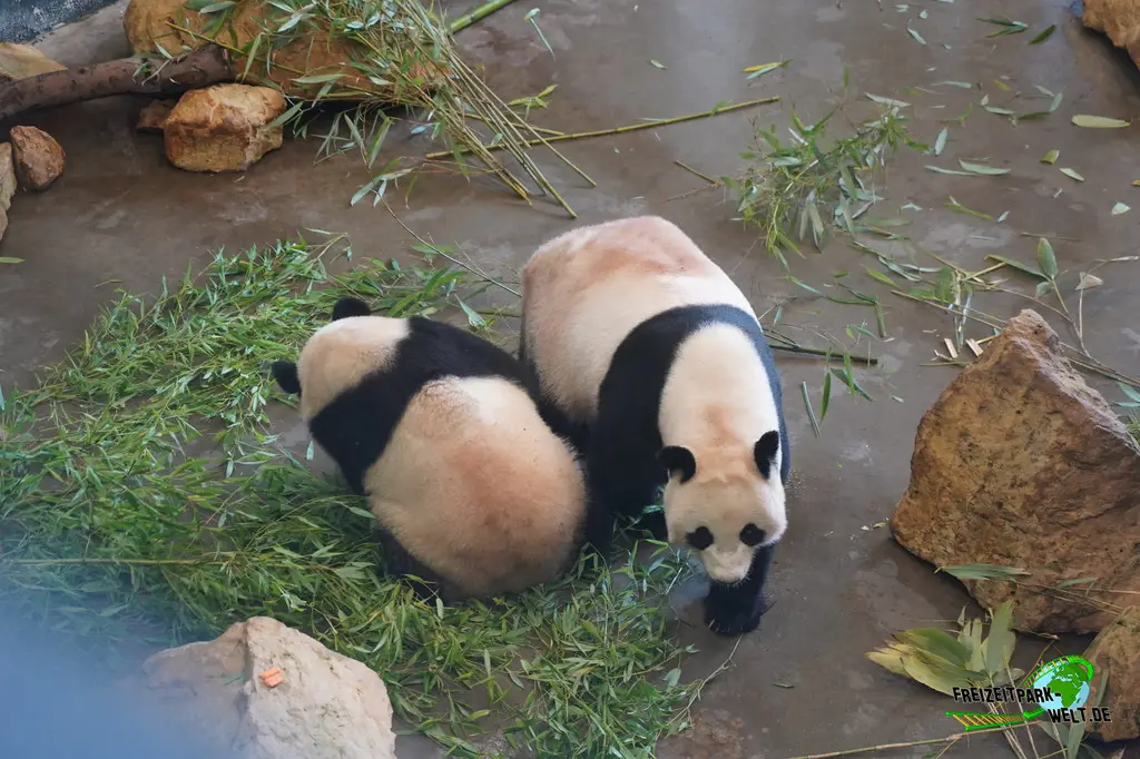 Großer Panda im Ouwehands Dierenpark - 2026