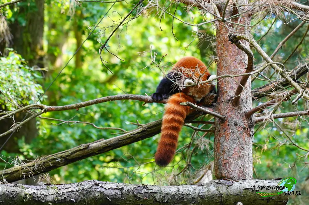 Kleiner Panda im Ouwehands Dierenpark - 2026