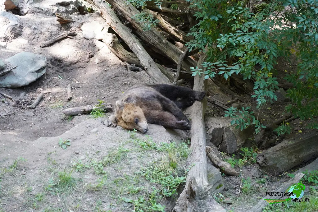 Braunbär im Ouwehands Dierenpark - 2026